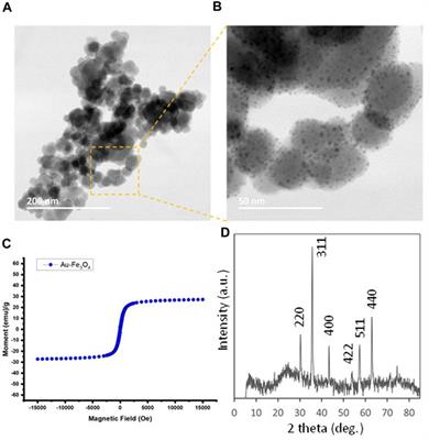 Frontiers Gold Iron Oxide Au Fe O Magnetic Nanoparticles As The